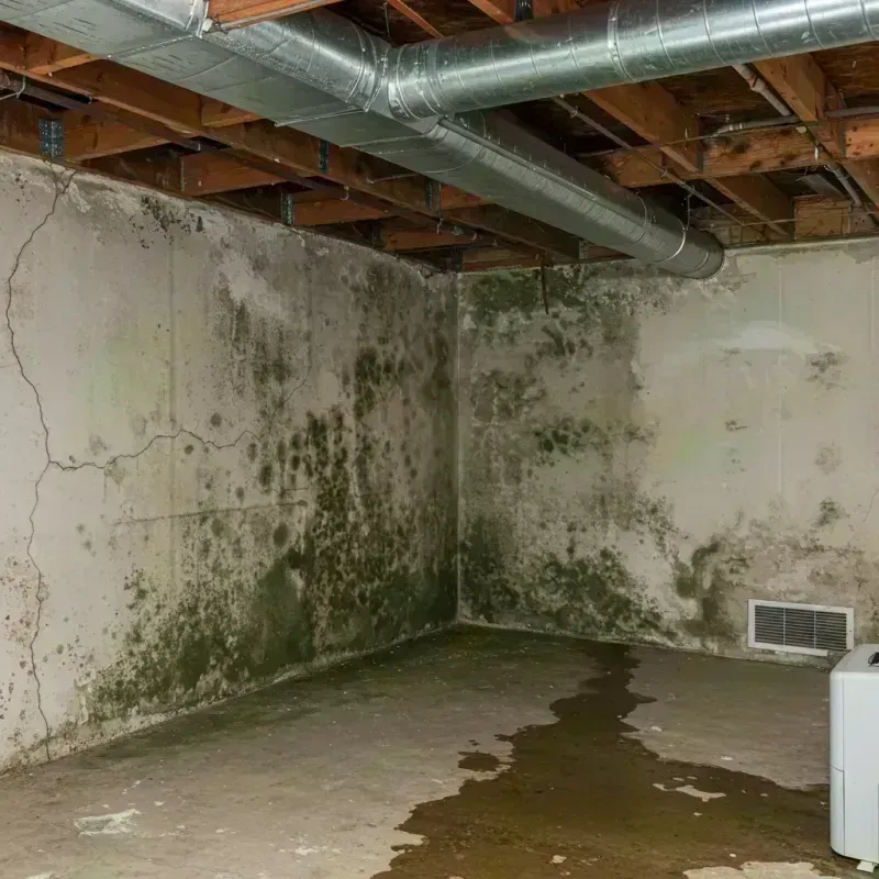 Professional Mold Removal in Elburn, IL